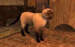 TT Shroud of the Avatar Siamese Cat