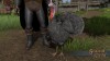 TT Shroud of the Avatar - 2016 Speckled Turkey