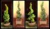 TT Shroud of the Avatar Indoor Juniper Tree Pack