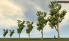 Shroud of the Avatar White Oak Tree 6-Pack (digital)