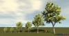 Shroud of the Avatar Common Linden Tree 6-Pack (digital)