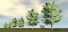 Shroud of the Avatar Yellow Cedar Tree 6-Pack (digital)