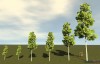 Shroud of the Avatar Common Aspen Tree 6-Pack (digital)