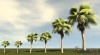 Shroud of the Avatar Fountain Palm Tree 6-Pack (digital)