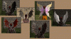 Shroud of the Avatar Wings 6-Pack (digital)