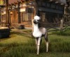 Shroud of the Avatar Unlock Pet Dances (digital)