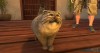 Shroud of the Avatar Pallas's Cat