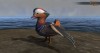 Shroud of the Avatar Mandarin Duck